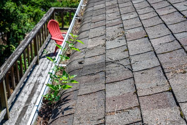 Roof Shingles Cleaning